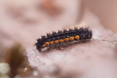 Eilema lurideola