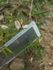 Astragalus guttatus