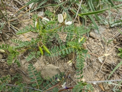 Astragalus guttatus