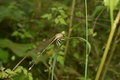 Pseudocopera annulata