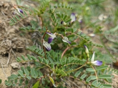 Astragalus guttatus
