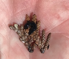 Microplana terrestris