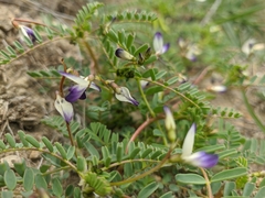 Astragalus guttatus