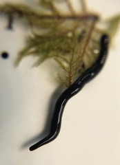Microplana terrestris