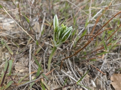 Ornithogalum navaschinii