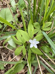 Anemonoides lancifolia