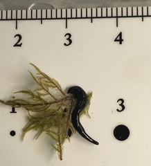 Microplana terrestris