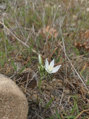 Ornithogalum navaschinii