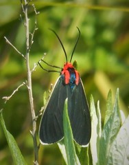 Ctenucha multifaria