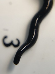 Microplana terrestris