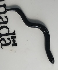 Microplana terrestris