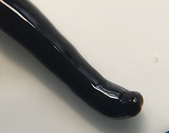 Microplana terrestris