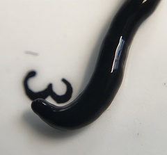 Microplana terrestris