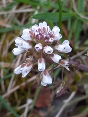 Noccaea caerulescens