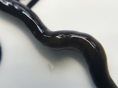 Microplana terrestris