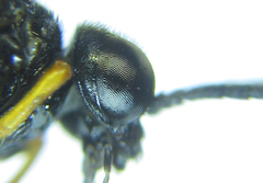 Eutomostethus gagathinus