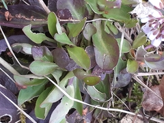 Noccaea caerulescens