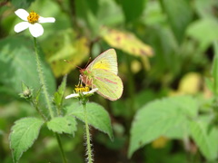 Colias dimera