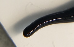 Microplana terrestris