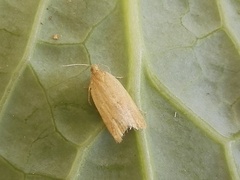 Clepsis coriacanus