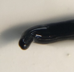 Microplana terrestris