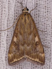 Loxostege munroealis