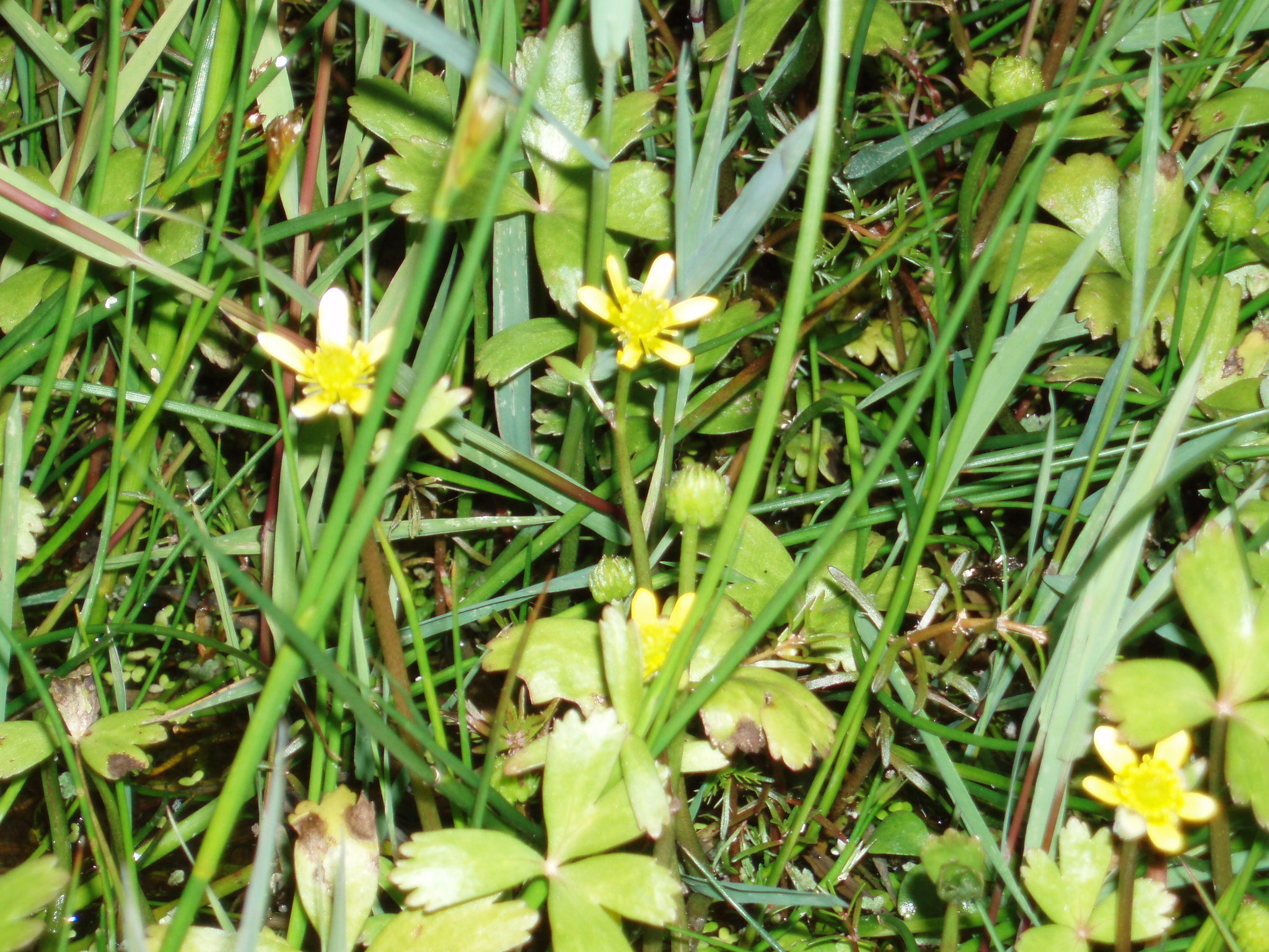 Image of Ranunculus macropus by (c) Colin Meurk, some rights reserved (CC BY-SA)