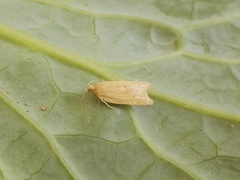 Clepsis coriacanus