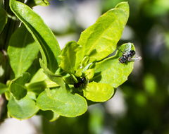 Myrmecocystus
