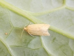 Clepsis coriacanus