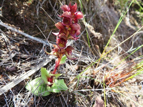 Image of Satyrium bracteatum by (c) linkie, some rights reserved (CC BY)