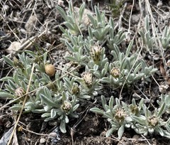 Antennaria dimorpha