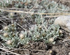 Antennaria dimorpha
