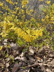 Forsythia suspensa