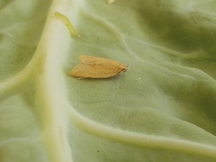Clepsis coriacanus