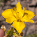 Vlei Clockflower - Photo (c) magriet b, some rights reserved (CC BY-SA), uploaded by magriet b