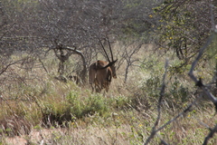 Oryx beisa callotis