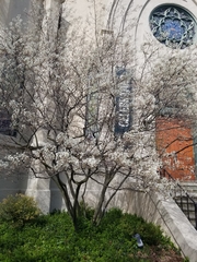 Amelanchier arborea arborea