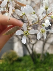 Amelanchier arborea arborea