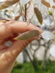 Amelanchier arborea arborea