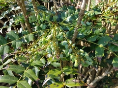 Berberis bealei