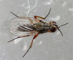 Eustalomyia vittipes