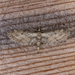 Eupithecia bivittata - Photo (c) Jim Johnson, algunos derechos reservados (CC BY-NC-ND), subido por Jim Johnson