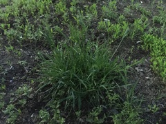 Poa bulbosa vivipara