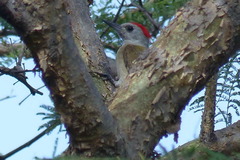Chloropicus goertae