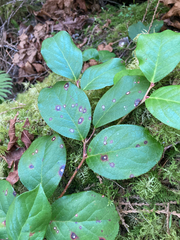 Valdensinia heterodoxa