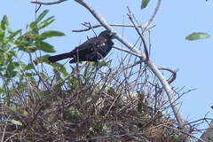 Bubalornis albirostris