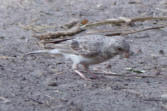 Crithagra leucopygia