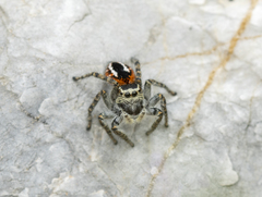 Philaeus chrysops