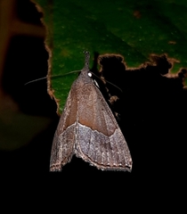 Hypena porrectalis